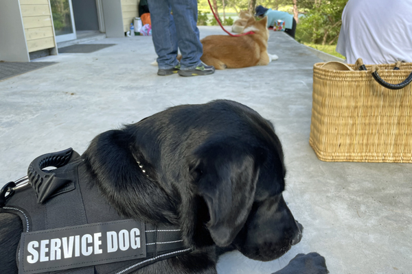 黒ラブ/鹿屋/志布志/大隅/ラブラドール/dog/しんこしけんせつ/新越建設