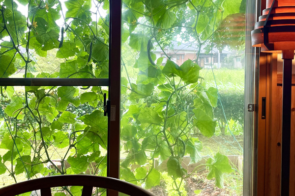 グリーンカーテン/地球温暖化/蒸散作用/きゅうり/木の家/新越建設/鹿屋市/志布志市/大隅/工務店