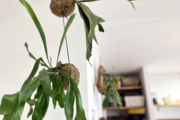 植物/木の家/新越建設/工務店/鹿屋/志布志