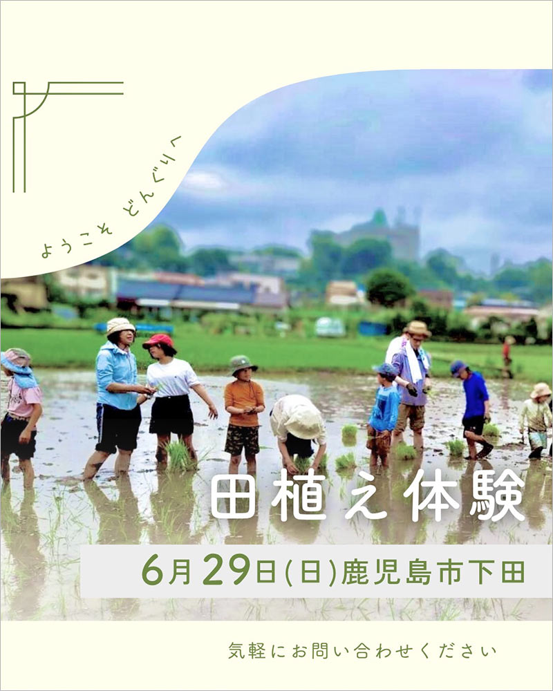 田植え体験
