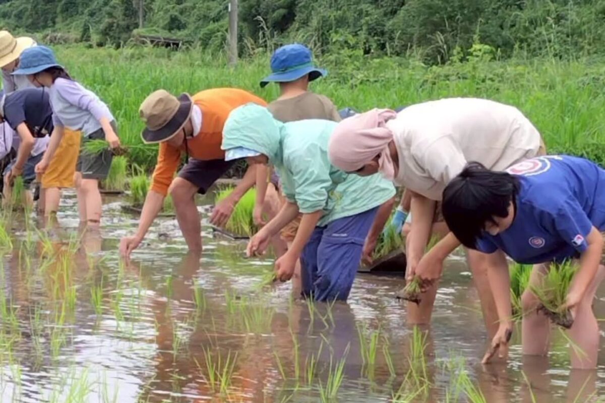 6月末の日曜日は、毎年恒例の親子田植えでした。